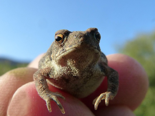 Free Toad Little Toad photo and picture