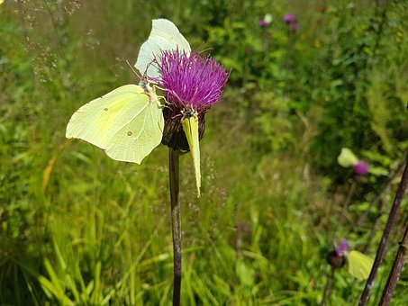 Sommerfugl, Smukke Blomster