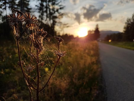 Sol, Spindelvæv, Natur
