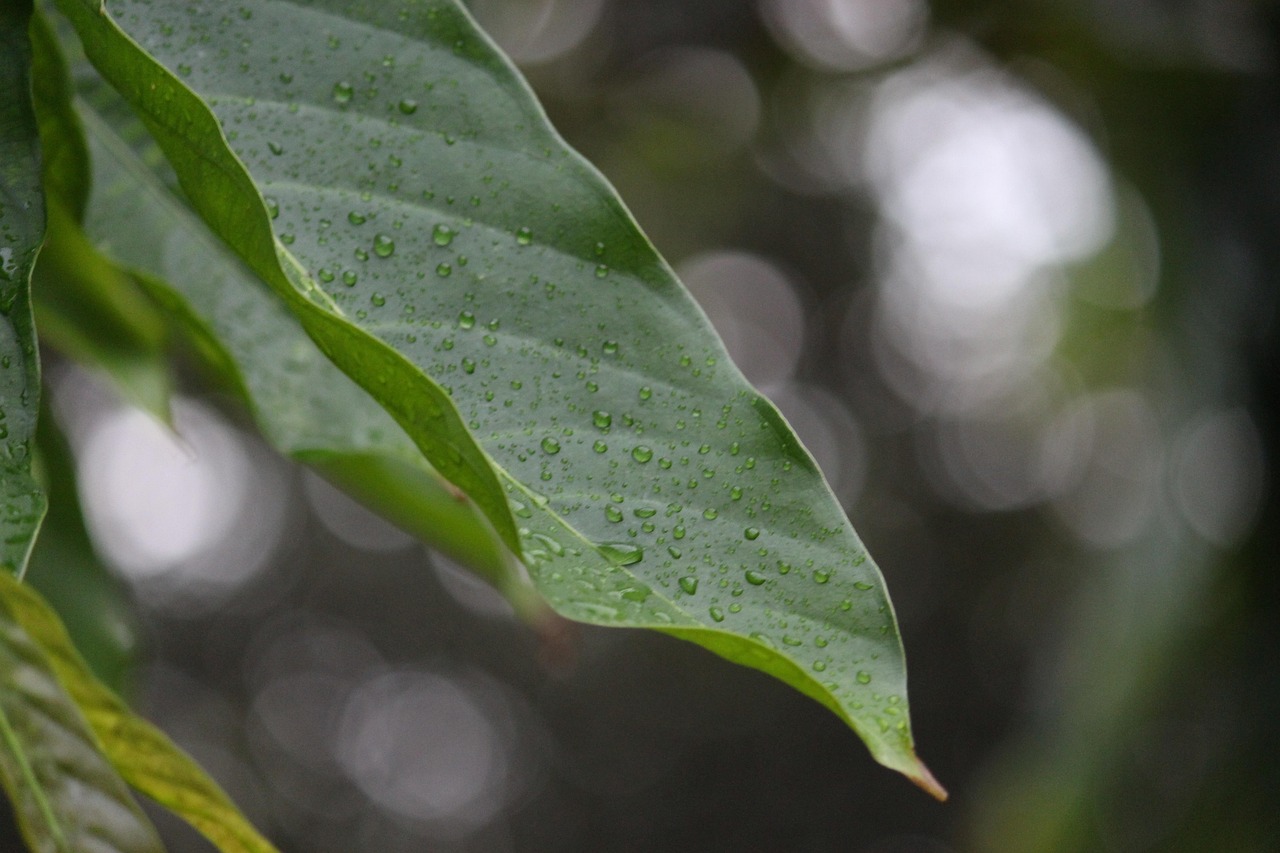 Download free HD stock image of Leaf Rain Free Leaf Rain photo and picture