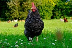 chicken, poultry, hen