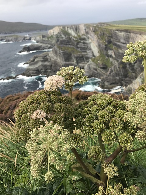 Free Ireland Cliffs photo and picture