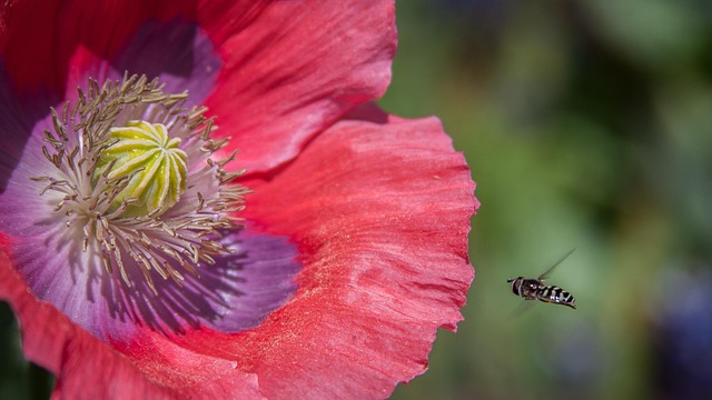 Natur, Bienen, Pollen, Feder, Blume