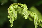 fern, unfurling, green
