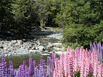 new zealand, new, zealand