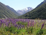 new zealand, new, zealand
