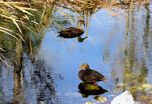 Free Duck Ducks photo and picture