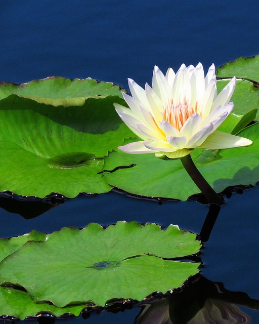 Free Water Lily Vanilla photo and picture