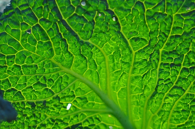 Blatt, Natur, Grün, Transparenz