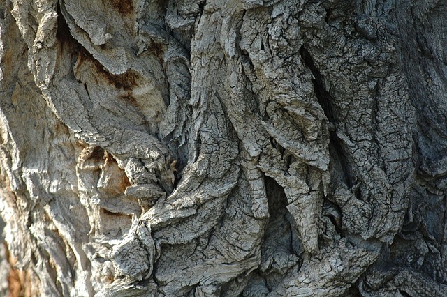 Rinde, Natur, Baum, Stamm