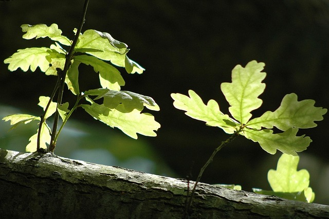 Blatt, Baum, Natur, Frühling
