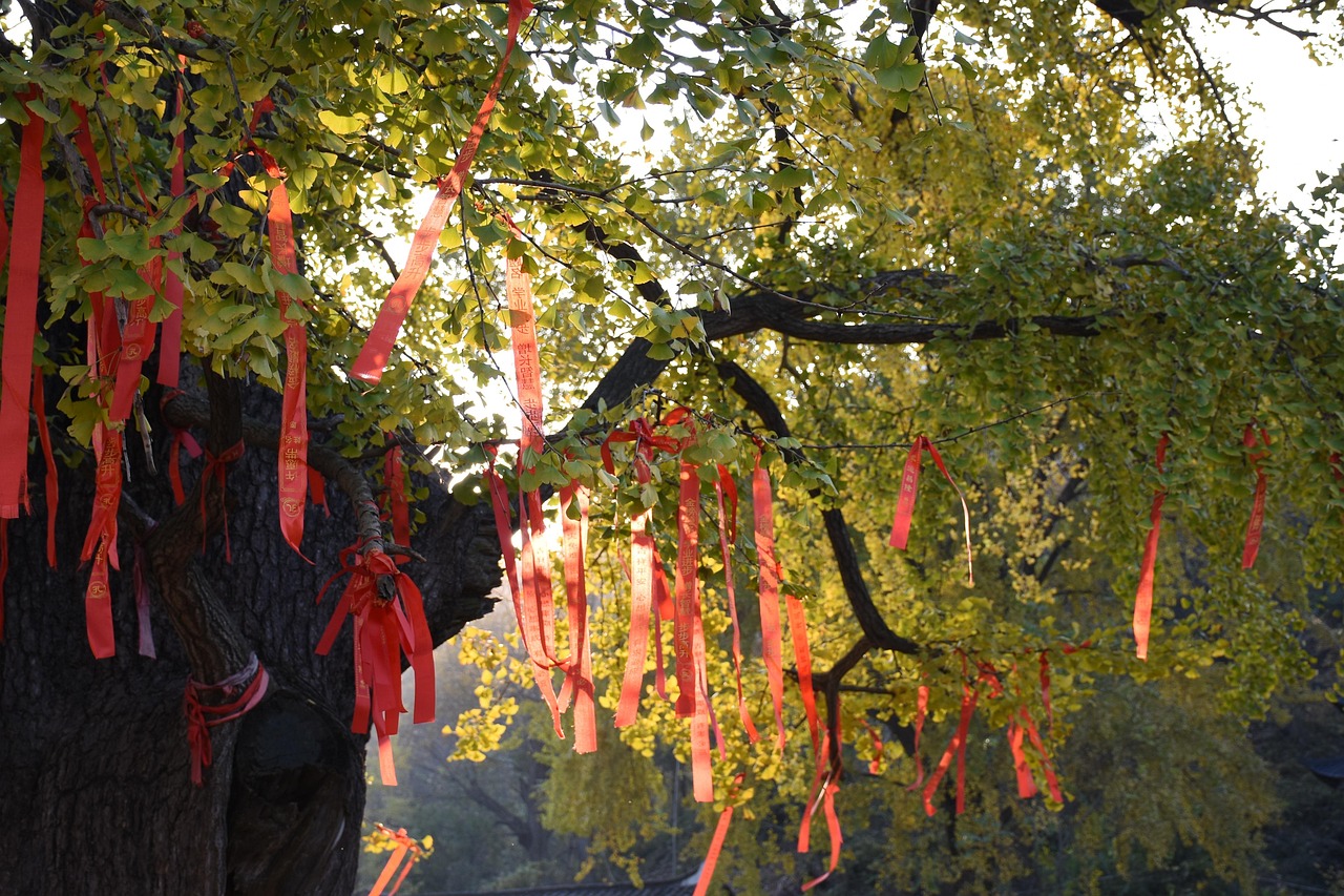 Gingko, Sunshine, Por Favor Firme