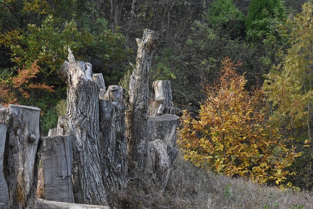 Árbol Muerto, Desierto, Hojas Amarillas
