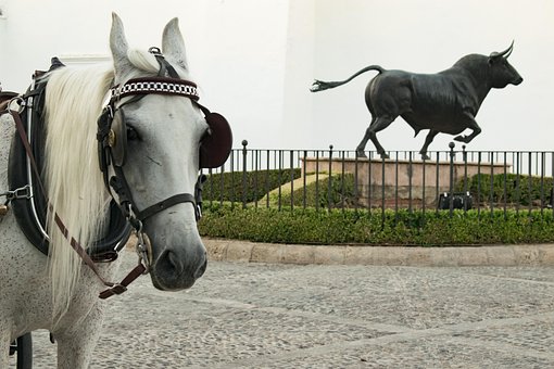 Hest, Toro, Rund, Natur, Malaga