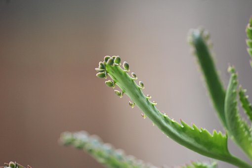 Pflanze, Inländisch, Garten, Leben