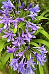 plant, agapanthus, royal lily