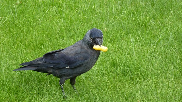 Free Jackdaw Bird photo and picture
