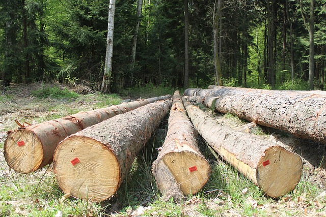 Free Forest Tree photo and picture