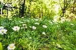 forest, summer, light