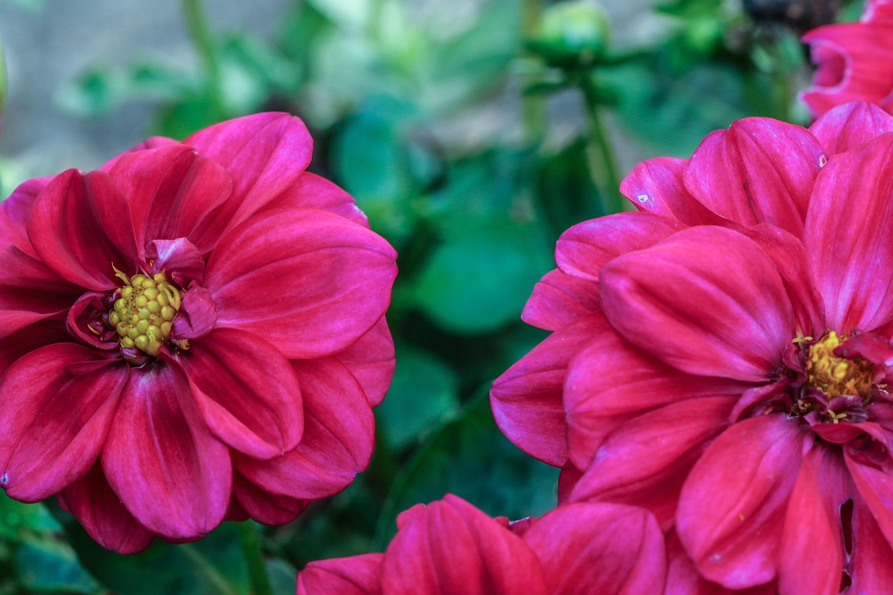 花 自然 庭の花 - Pixabayの無料写真 - Pixabay