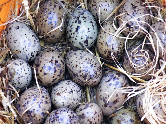 Free Gulls Eggs Eggs photo and picture