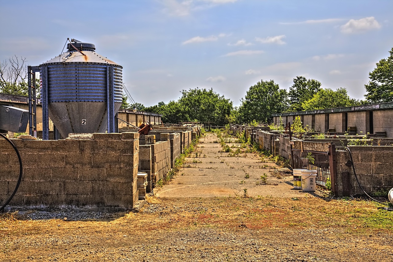Pig Farm - free online jigsaw puzzle photo