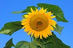 sun flower, blossom, bloom