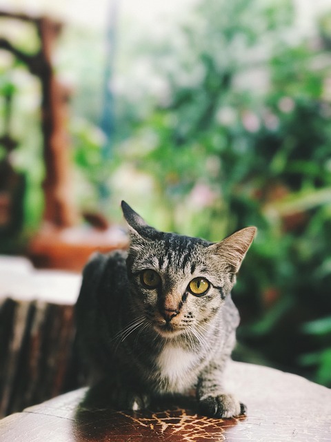 Free Cat Pussycat photo and picture