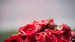 blooming roses, red rose, love