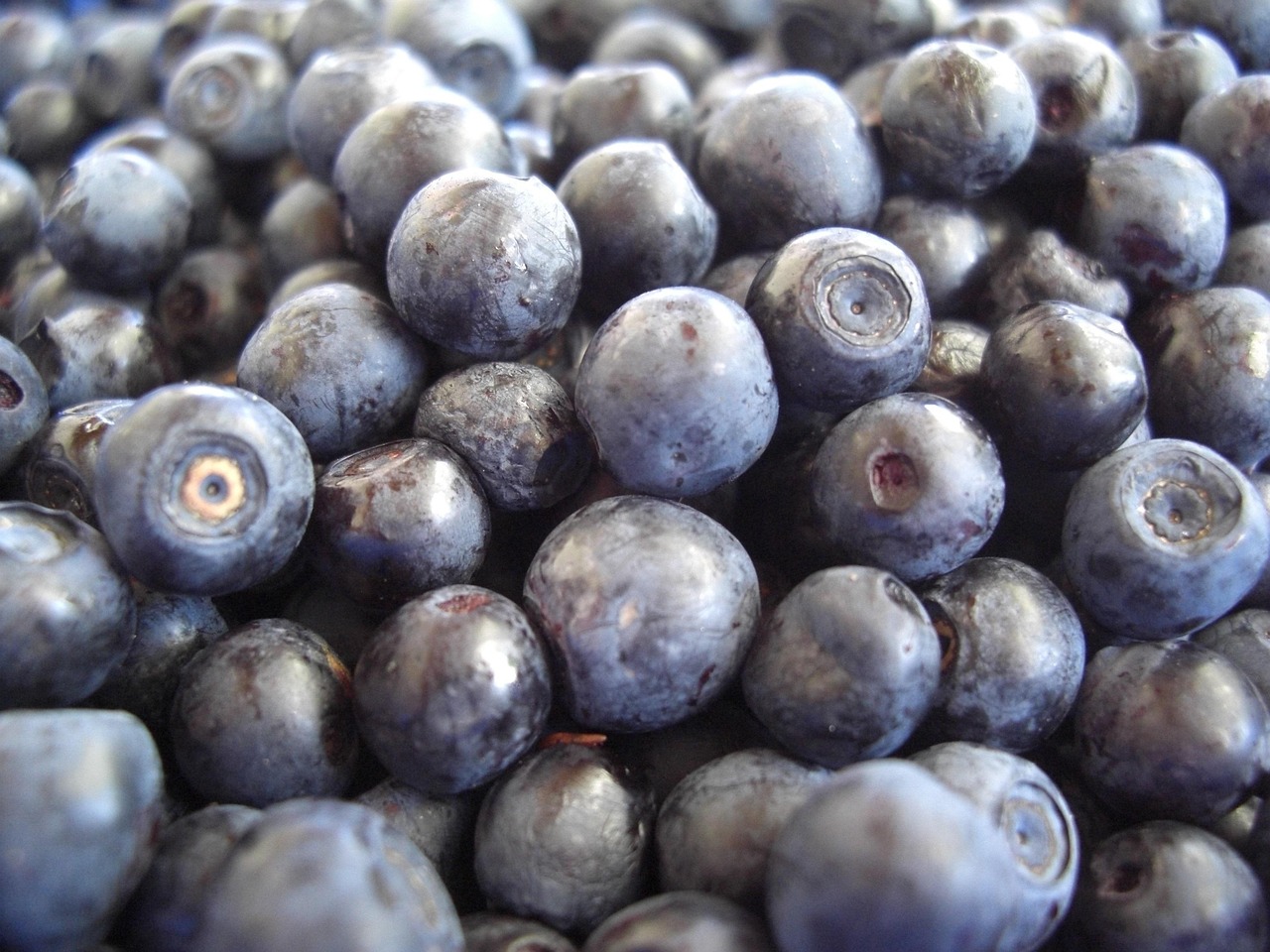 Bluberi Buah Makanan - Foto gratis di Pixabay - Pixabay