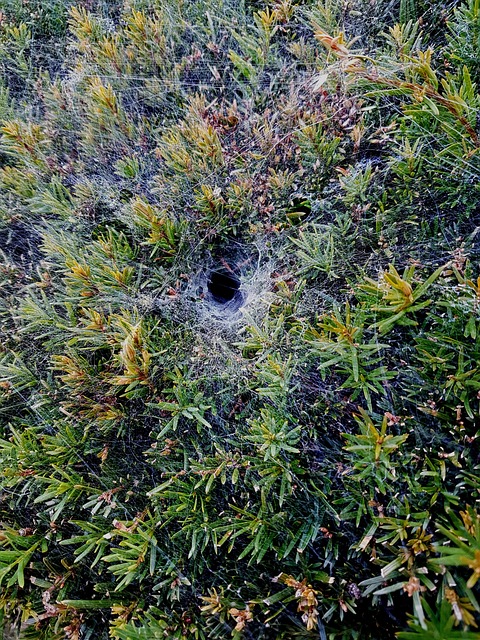 Hul, Grusomt, Natur, Edderkop, Dyr, Web