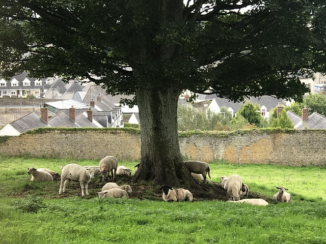 Free Ireland Landscape photo and picture