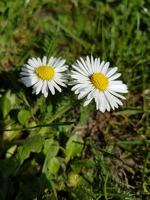 Blomst, Blomst Baggrund, Blomst Tapet