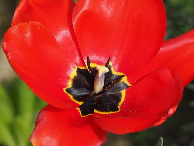 Free Flower Flower Background photo and picture