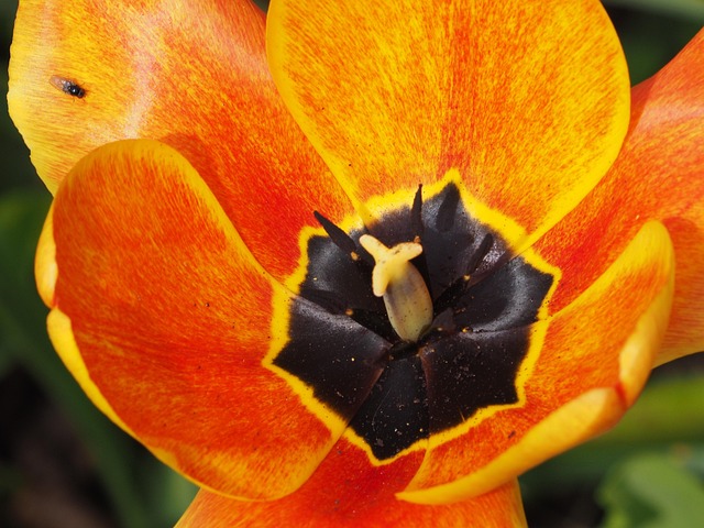 Free Flower Nature photo and picture