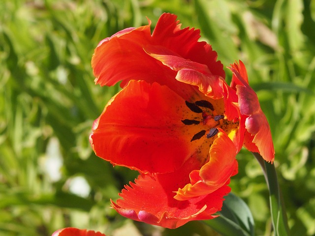 Free Flower Flower Background photo and picture