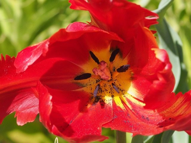 Free Flower Flower Background photo and picture