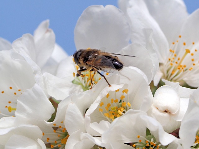 Free Insect Flowers photo and picture