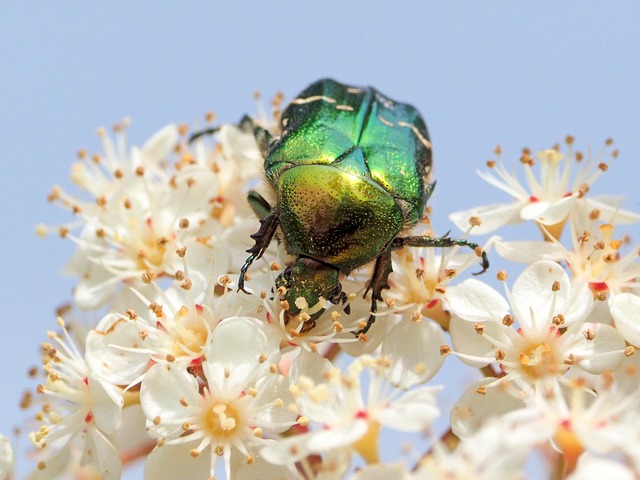 Free Insect Beautiful Flowers photo and picture