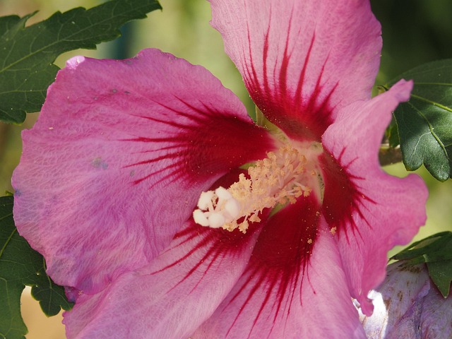 Free Flower Beautiful Flowers photo and picture