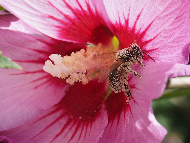 Free Insect Flower Wallpaper photo and picture