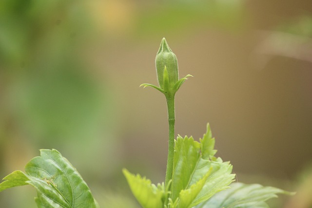 芽 绿色 植物 - Pixabay上的免费照片 - Pixabay