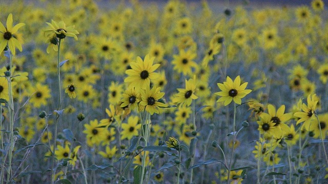 Solsikke, Blomst, Natur, Sommer, Gul