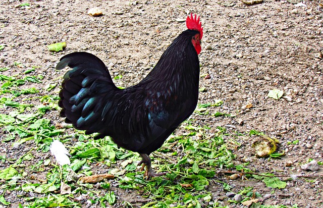 Free Bird Tom photo and picture