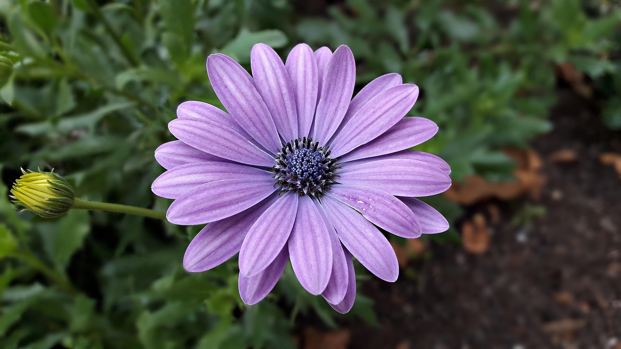 Flowers Flower Color Free photo on Pixabay Pixabay
