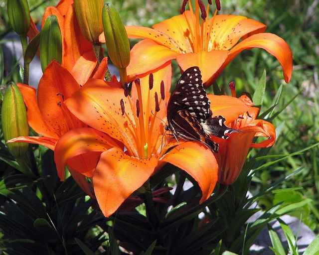 Free Butterfly Beautiful Flowers photo and picture