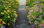 flowers, allée fleurie, dol de bretagne