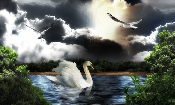 Schwan, See, Natur, Still, Ruhe