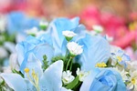 flower, daisy, blossom