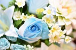 flower, daisy, blossom